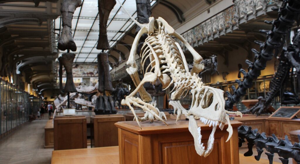 dinosaur skeleton display in a room